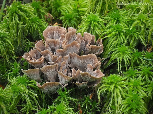 plesňovka smradľavá Thelephora palmata (Scop.) Fr.