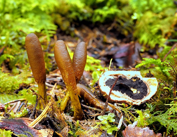 žezlovka srnková Tolypocladium ophioglossoides (J.F. Gmel.) Quandt, Kepler & Spatafora