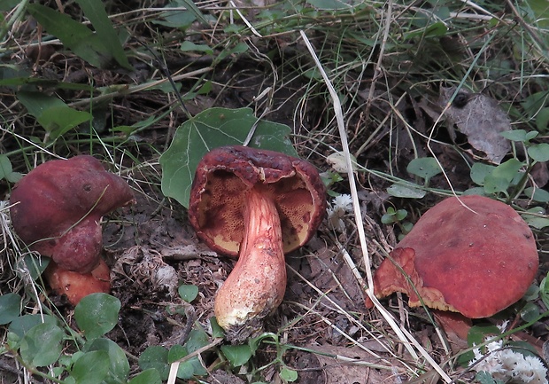 suchohríb topoľový Xerocomus silwoodensis A.E. Hills, U. Eberh. & A.F.S. Taylor