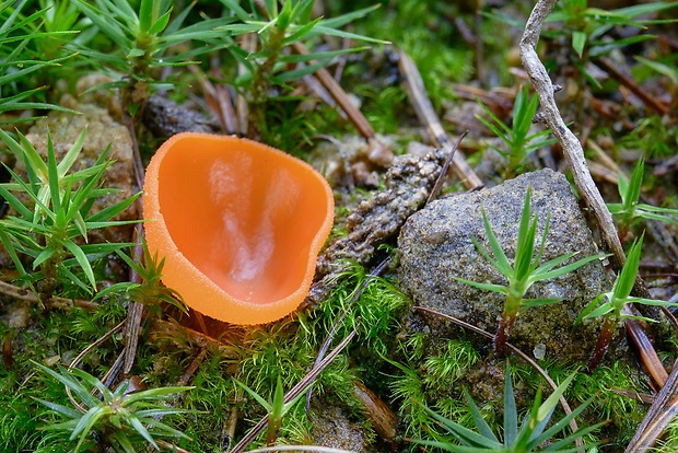 tanierovka oranžová Aleuria aurantia (Pers.) Fuckel