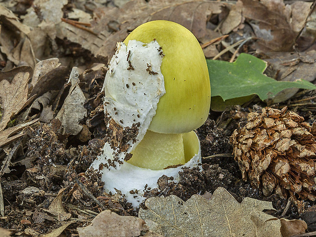 muchotrávka zelená Moravcova Amanita phalloides var. moravecii Pilát