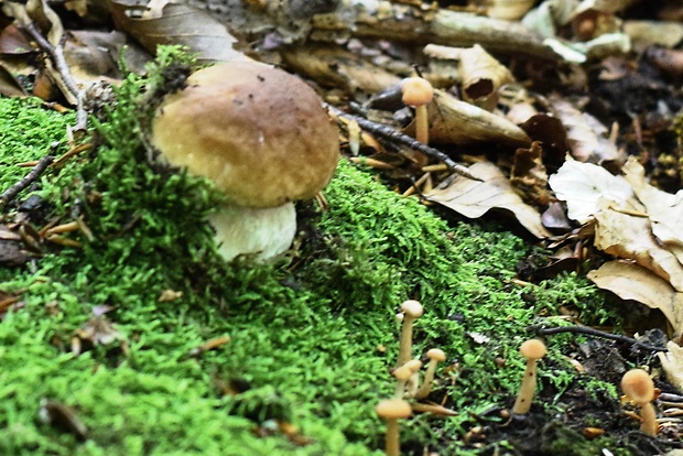 hríb smrekový Boletus edulis Bull.