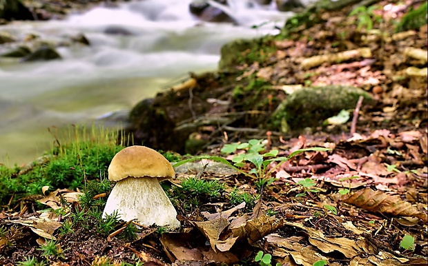 hríb smrekový Boletus edulis Bull.