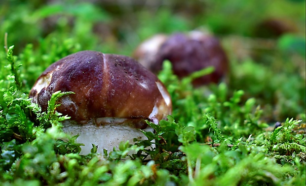 hríb sosnový Boletus pinophilus Pil. et Dermek in Pil.