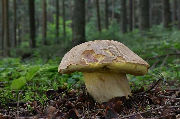 hríb horský Butyriboletus subappendiculatus (Dermek, Lazebn. & J. Veselský) D. Arora & J.L. Frank