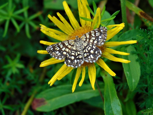 listnatka ďatelinová CHiasmia clathrana