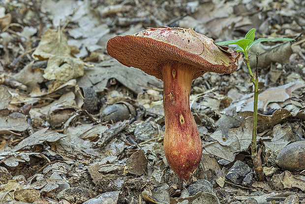 rubínovec obyčajný Chalciporus rubinus (W.G. Sm.) Singer