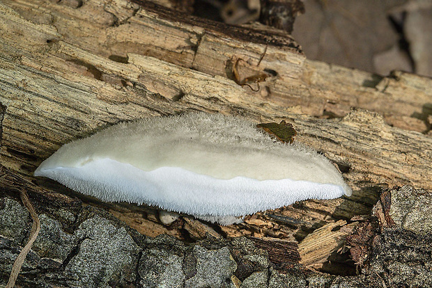 zubček teplomilný Climacodon pulcherrimus (Berk. & M.A. Curtis) Nikol.