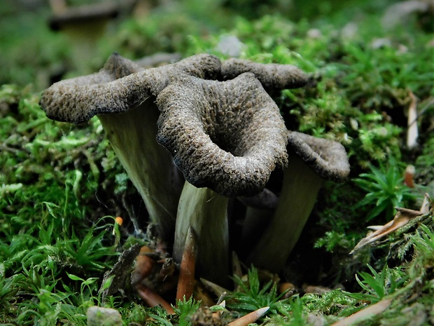 lievik trúbkovitý Craterellus cornucopioides (L.) Pers.