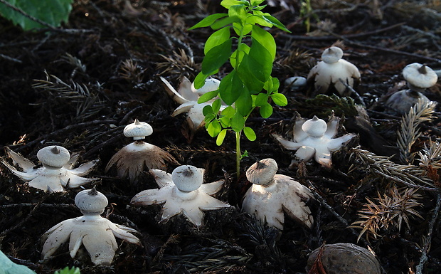 hviezdovka golierikovitá Geastrum striatum DC.