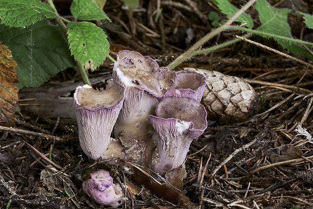 lievikovec kyjakovitý Gomphus clavatus (Pers.) Gray