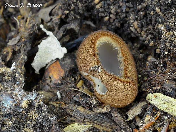 humária polguľovitá Humaria hemisphaerica (F.H. Wigg.) Fuckel