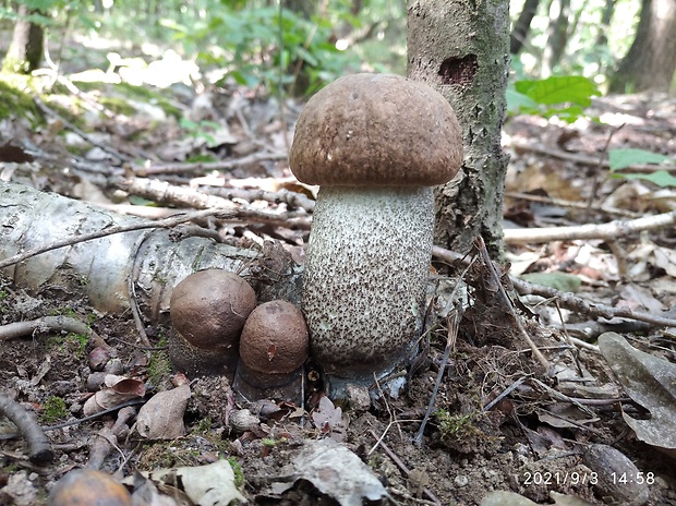 kozák topoľový Leccinum duriusculum (Schulzer ex Kalchbr.) Singer