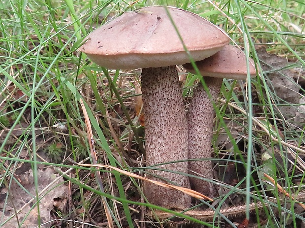 kozák brezový Leccinum scabrum (Bull.) Gray