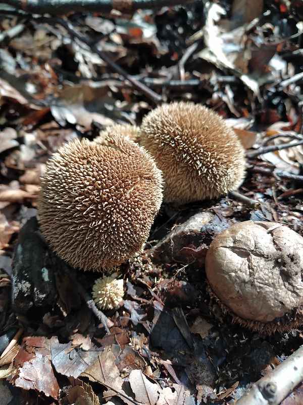 prášnica pichliačová Lycoperdon echinatum Pers.