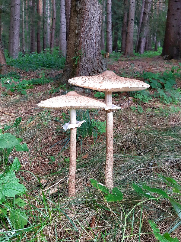 bedľa vysoká Macrolepiota procera (Scop.) Singer