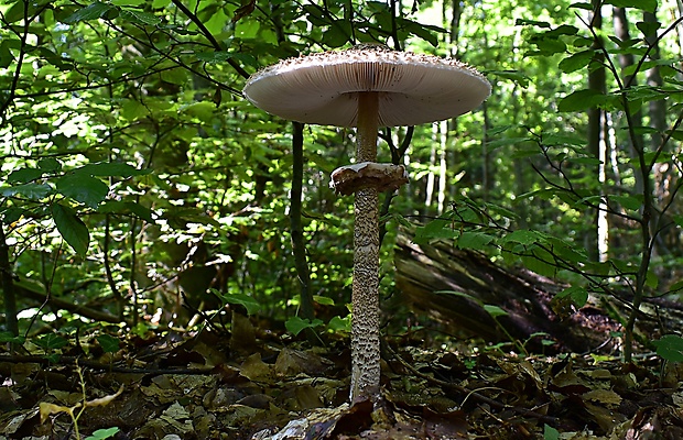 bedľa vysoká Macrolepiota procera (Scop.) Singer