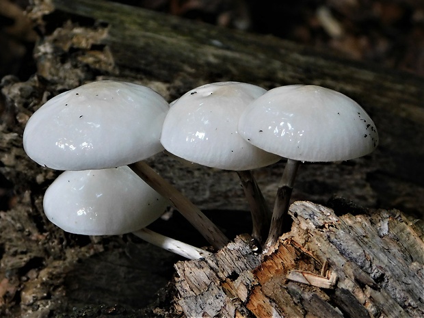 sliznačka obyčajná Mucidula mucida (Schrad.) Pat.