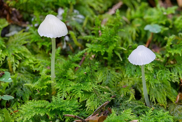 prilbička Mycena sp.