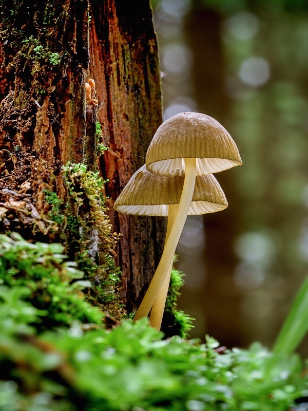 prilbička zelenoobrúbená Mycena viridimarginata P. Karst.