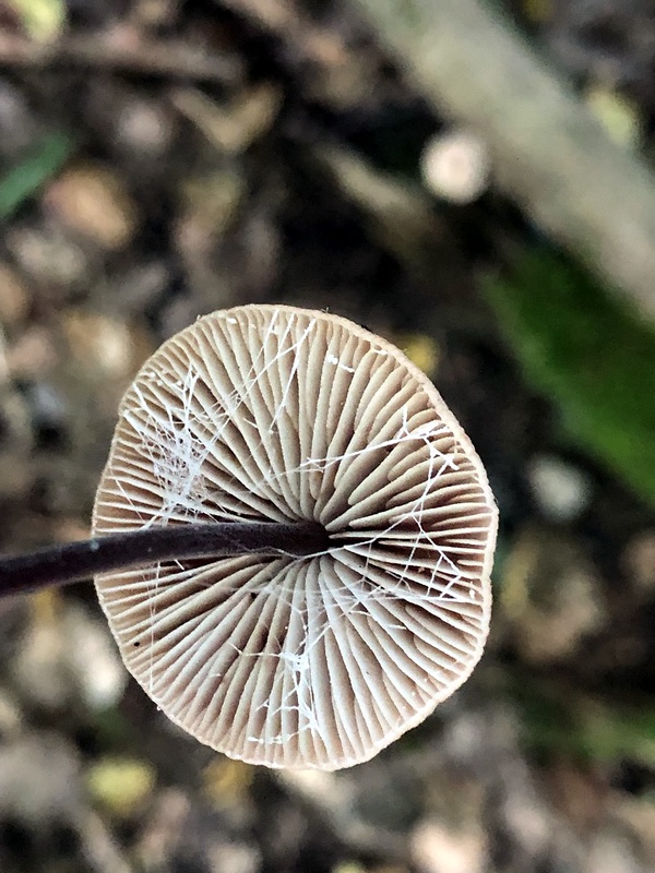 tanečnica cesnaková Mycetinis alliaceus (Jacq.) Earle ex A.W. Wilson & Desjardin