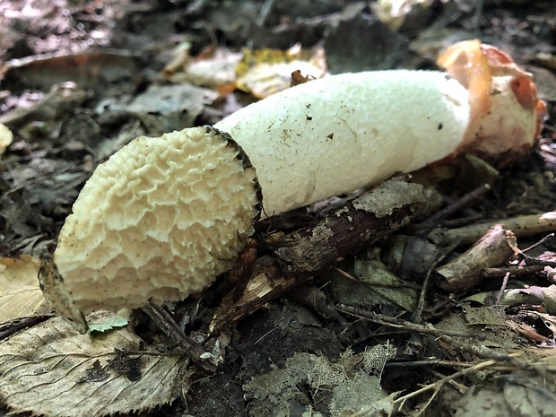 hadovka smradľavá Phallus impudicus L.