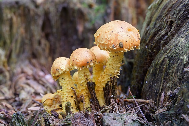 šupinovka Pholiota sp.