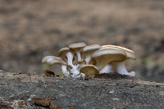 hliva Pleurotus sp.