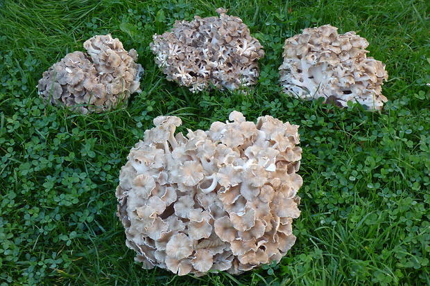 trúdnik klobúčkatý Polyporus umbellatus (Pers.) Fr.