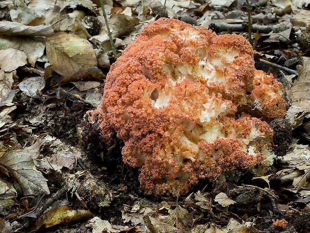 strapačka koralovitá Ramaria botrytis (Pers.) Ricken