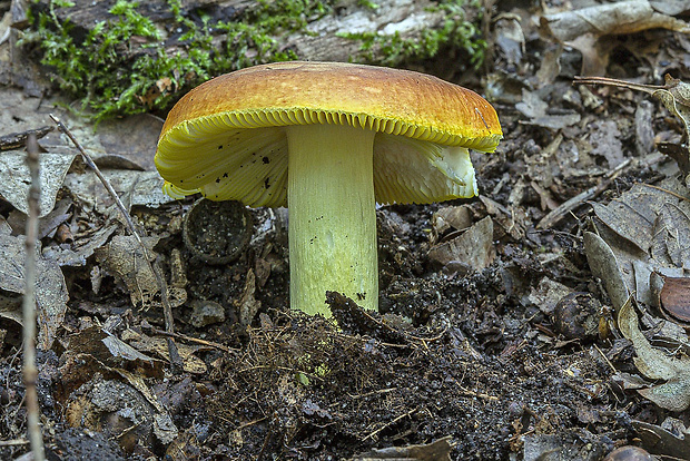 plávka zlatožltá Russula aurea Pers.