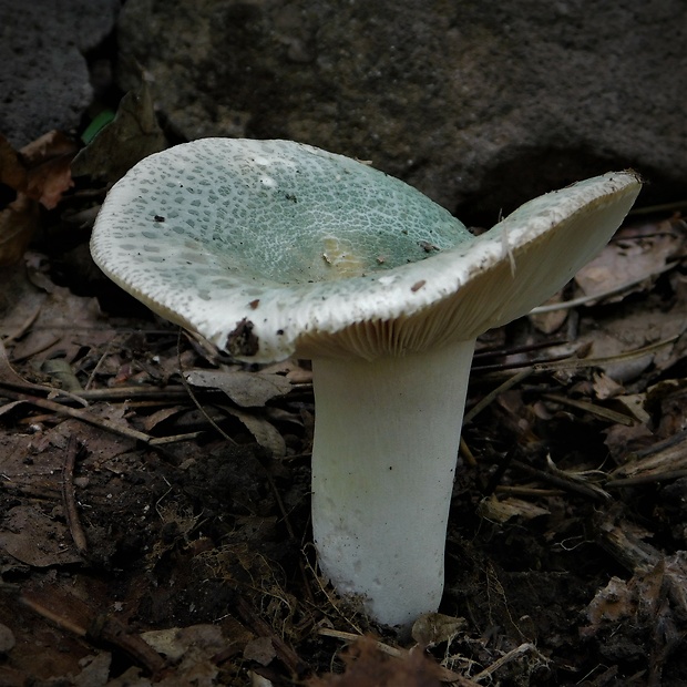 plávka zelenkastá Russula virescens (Schaeff.) Fr.