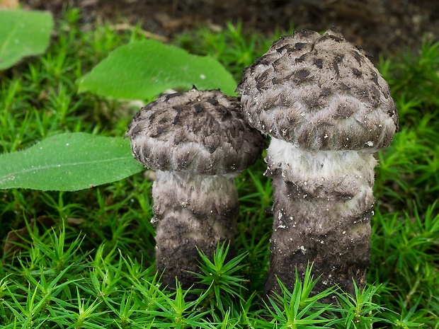 šiškovec šupinatý Strobilomyces strobilaceus (Scop.) Berk.