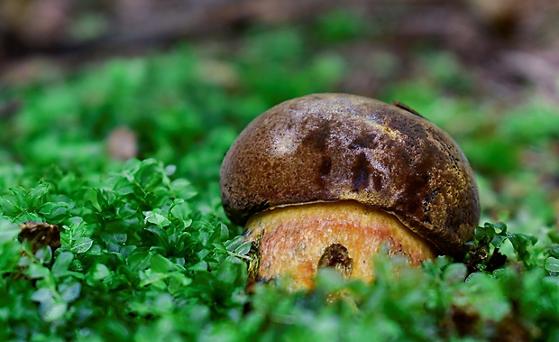 hríb zrnitohlúbikový Sutorius luridiformis (Rostk.) G. Wu & Zhu L. Yang