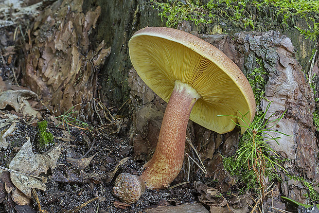 čírovec červenožltý Tricholomopsis rutilans (Schaeff.) Singer