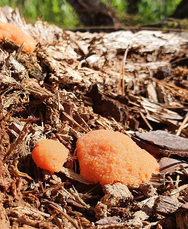 jahodník sasankovitý Tubifera ferruginosa (Batsch) J.F. Gmel.