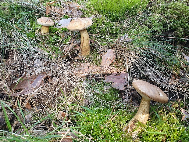 podhríb žlčový Tylopilus felleus (Bull.) P. Karst.