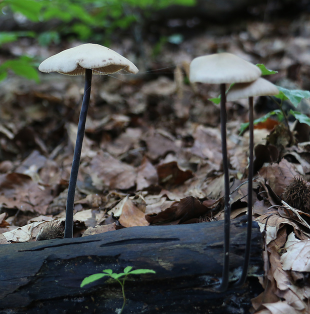 tanečnica cesnaková Mycetinis alliaceus (Jacq.) Earle ex A.W. Wilson & Desjardin