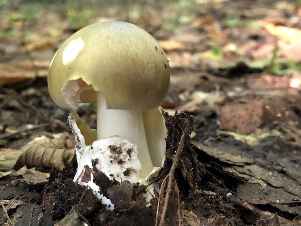 muchotrávka zelená Amanita phalloides (Vaill. ex Fr.) Link