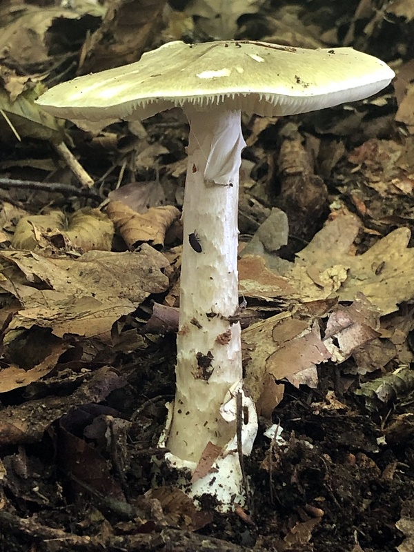 muchotrávka zelená Amanita phalloides (Vaill. ex Fr.) Link