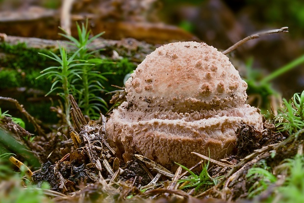 muchotrávka červenkastá Amanita rubescens Pers.