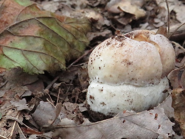 hríb smrekový Boletus edulis Bull.