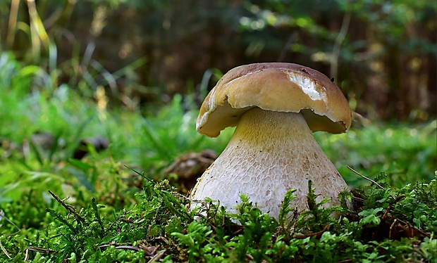 hríb smrekový Boletus edulis Bull.