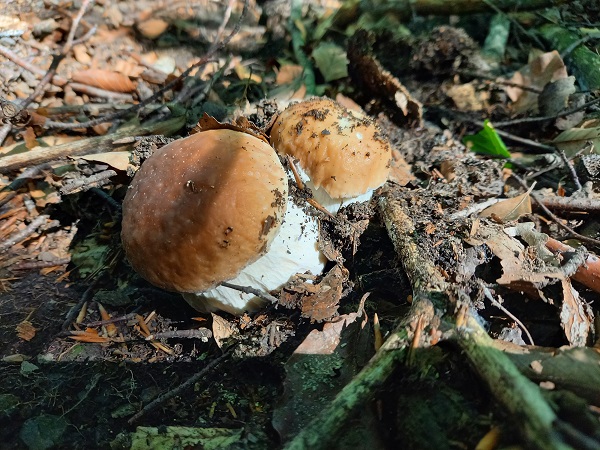 hríb smrekový Boletus edulis Bull.