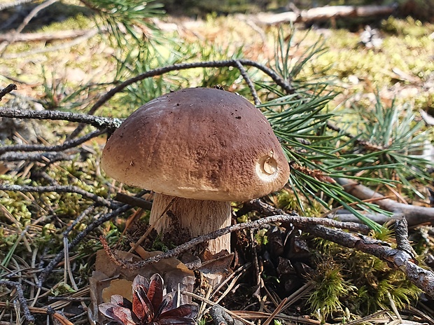 hríb smrekový Boletus edulis Bull.