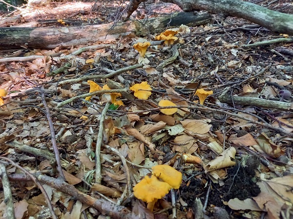 kuriatko jedlé Cantharellus cibarius Fr.