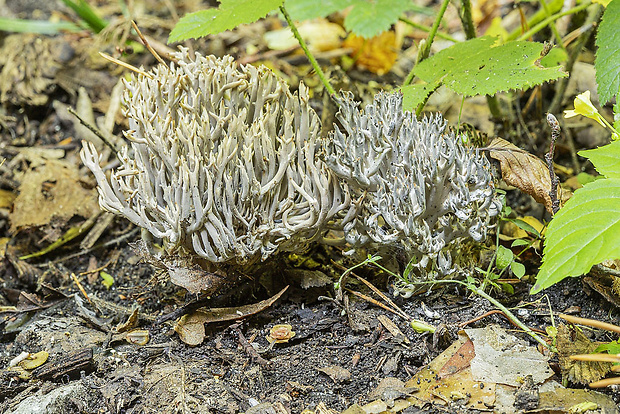 konárovka Clavulina sp.