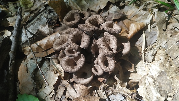 lievik trúbkovitý Craterellus cornucopioides (L.) Pers.