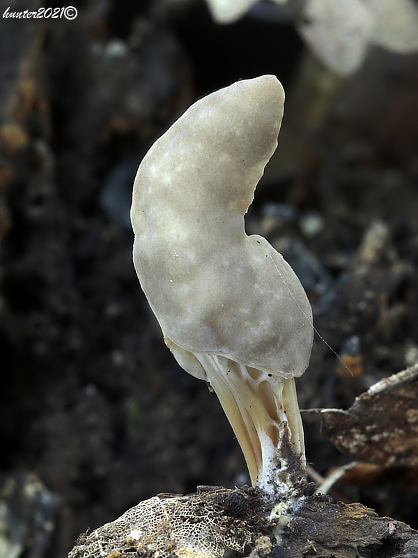 chriapač jamkatý Helvella lacunosa Afzel.