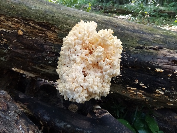 koralovec bukový Hericium coralloides (Scop.) Pers.